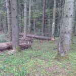 Tragiczny wypadek przy wycince drzew. 43-latek zginął na miejscu