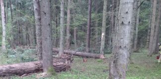 Tragiczny wypadek przy wycince drzew. 43-latek zginął na miejscu