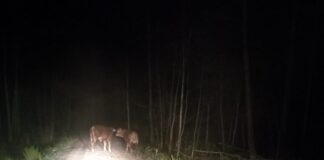Cielaki na gigancie. Policja prosi o pomoc w namierzeniu uciekinierów