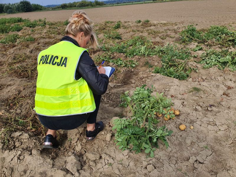 Z pola zniknęło prawie dwie tony ziemniaków. Policjanci zatrzymali złodziei