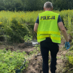 Szok w gminie Dębno! Policja weszła na nieużytki – odkryli plantację konopi wartą fortunę!