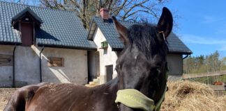 Koszmar w gminie Oświęcim. Siedem miesięcy znęcał się nad koniem!