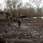 Dramatyczna interwencja w Bytomiu. Zwierzęta odebrane z fatalnych warunków