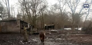 Dramatyczna interwencja w Bytomiu. Zwierzęta odebrane z fatalnych warunków