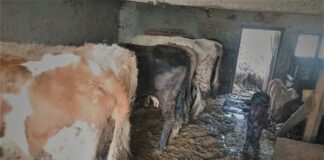 Dramat w gospodarstwie! 21 krów i świnia uratowane z koszmarnych warunków