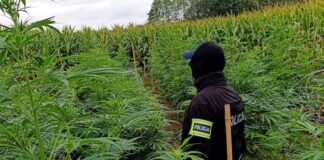 Kukurydza tylko przykrywką! Policja zlikwidowała ogromną plantację konopi