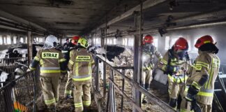 Pożar obory w Rybieńcu – szybka reakcja właściciela zapobiegła tragedii