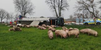 Ciężarówka ze świniami zablokowała drogę. Zwierzęta rozbiegły się po okolicy