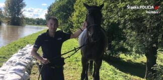 Policjanci uratowali tonącego konia. Brawurowa akcja na Odrze
