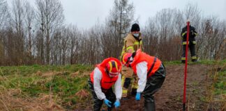 15 martwych dzików wyłowiono z kanału Stary Nogat