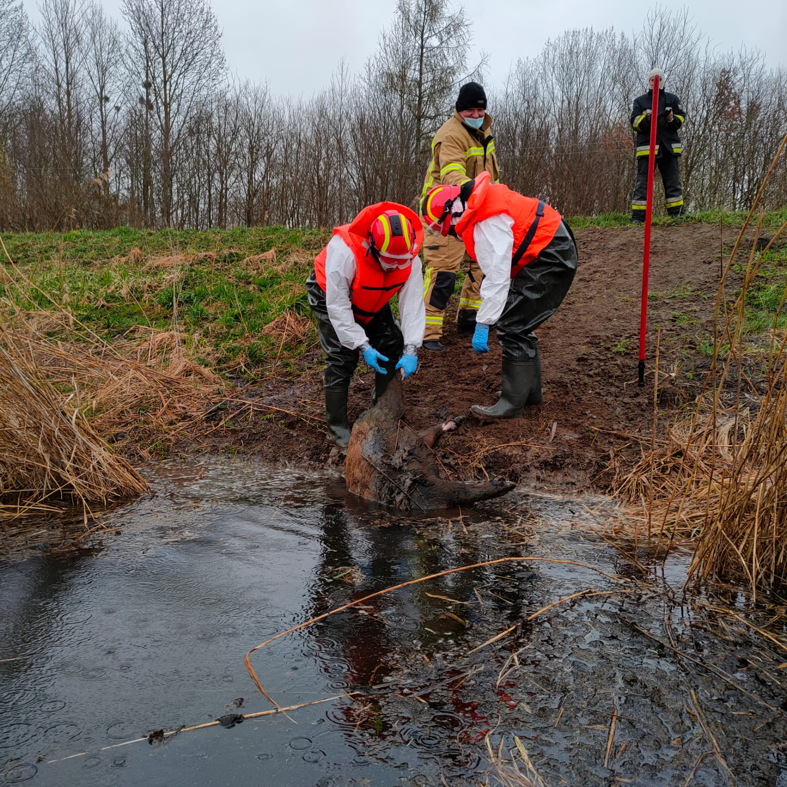 15 martwych dzików wyłowiono z kanału Stary Nogat  