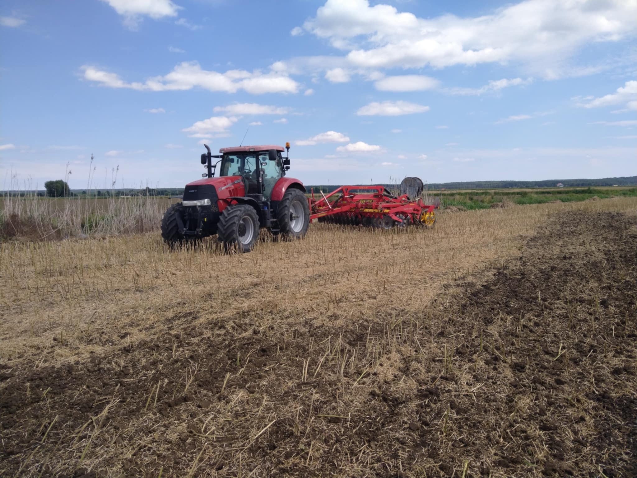 Opady opóźniają żniwa. Uwaga na samosiewy rzepaku w burakach cukrowych
