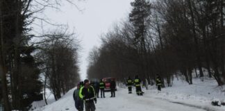 17 sztuk bydła uciekło z gospodarstwa do lasu