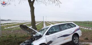 Groźne zderzenie z łosiem