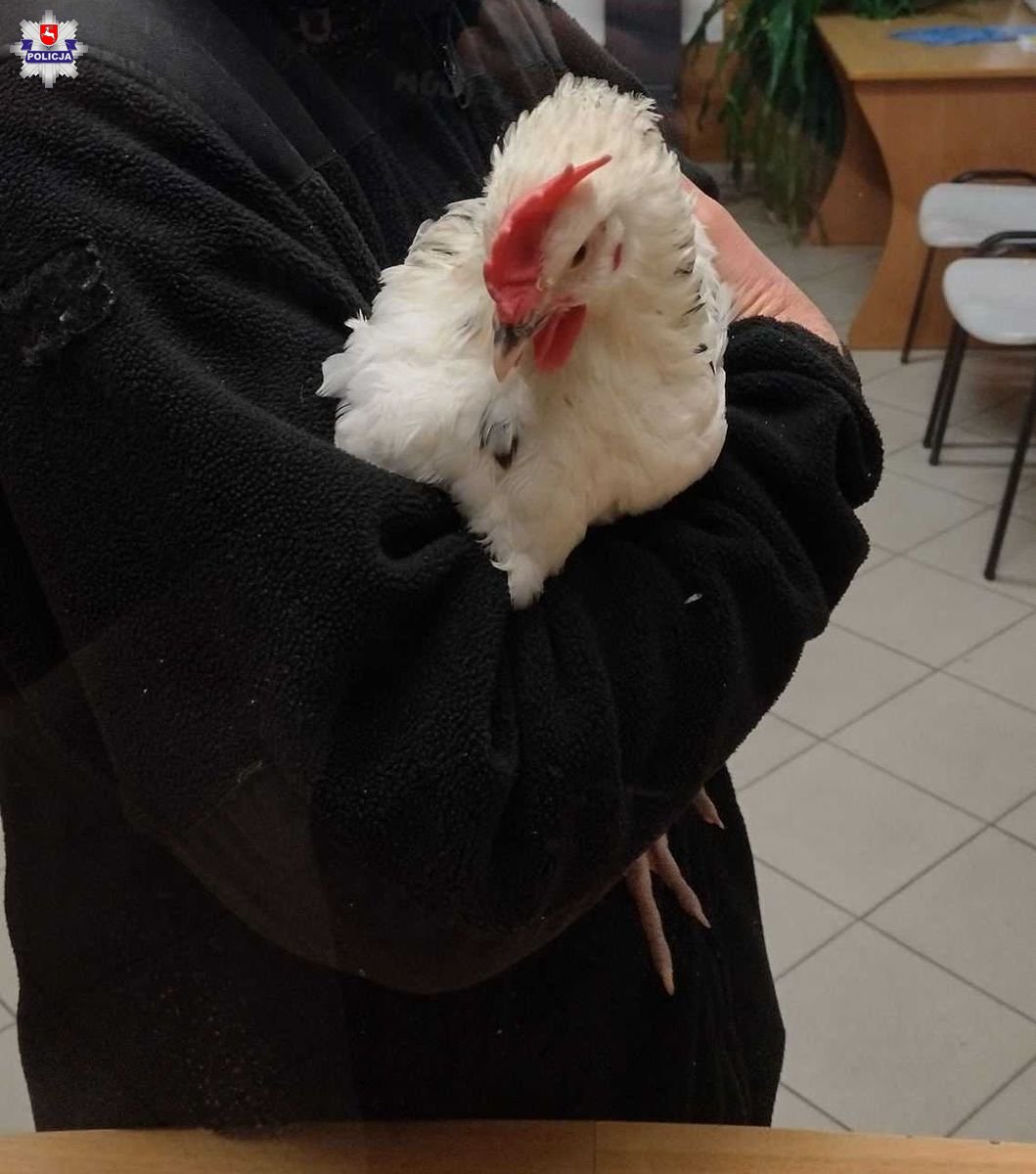 Zaginął cenny kogut Fot. Policja Lubelska