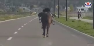 Koń bez jeźdźca biegał ulicami Świdnika