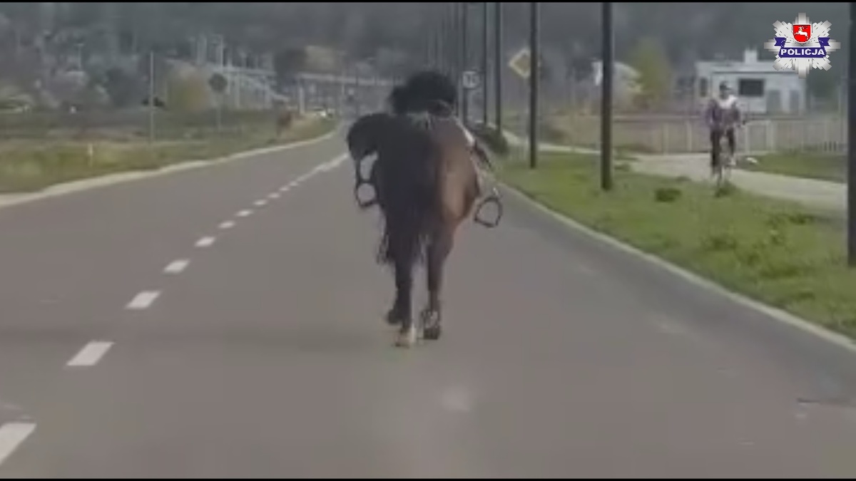 Koń bez jeźdźca biegał ulicami Świdnika