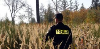Ciało mężczyzny znalezione w zbożu. Ślady wskazują na atak psów