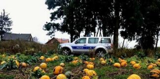 Złodzieje dyń złapani na gorącym uczynku