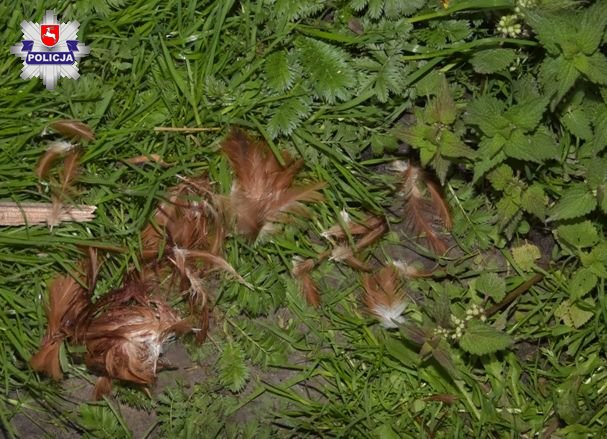 Zdradziły go klapki i świeże pierze, grozi mu do 10 lat więzienia