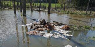 Rozkładające się szczątki bydła porzucone w lesie