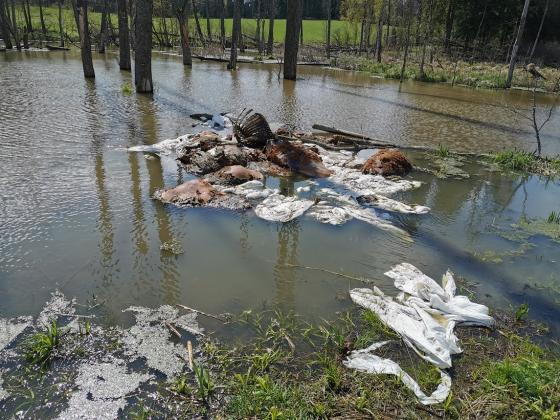 Rozkładające się szczątki bydła porzucone w lesie