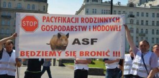 ASF zaatakuje stada świń w Wielkopolsce już za pół roku?