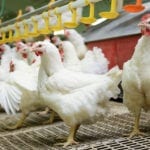 Drobiarstwo pod lupą. Jakie obowiązki mają producenci?