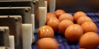 KIPDiP: Producenci jaj tracą przez niesłuszne oskarżenia