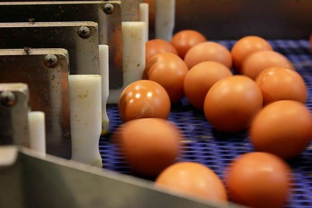 jaja, Krajowa Izba Producentów Drobiu i Pasz, KIPDIP, Katarzyna Gawrońska, Producenci jaj