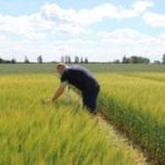 Szacowanie suszy. Samorząd rolniczy domaga się rozszerzenia listy upraw