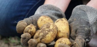Tańsze badania ziemniaków dla rolników. PIORiN zachęca do kontroli bulw