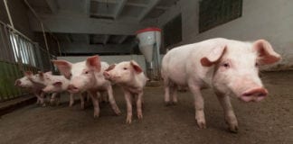 Ceny żywca wieprzowego wchodzą w fazę wzrostu
