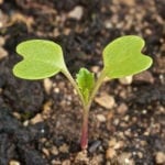 Jedyna insektycydowa zaprawa nasienna do rzepaku ozimego