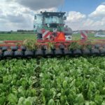 Burak cukrowy pod presją chwastów. Ile kosztuje mechaniczne odchwaszczanie plantacji?