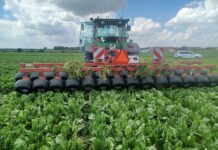 Burak cukrowy pod presją chwastów. Ile kosztuje mechaniczne odchwaszczanie plantacji?