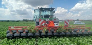 Burak cukrowy pod presją chwastów. Ile kosztuje mechaniczne odchwaszczanie plantacji?