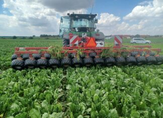 Burak cukrowy pod presją chwastów. Ile kosztuje mechaniczne odchwaszczanie plantacji?