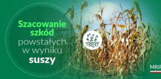 Szkody powstałe w wyniku suszy – pomoc dla producentów rolnych