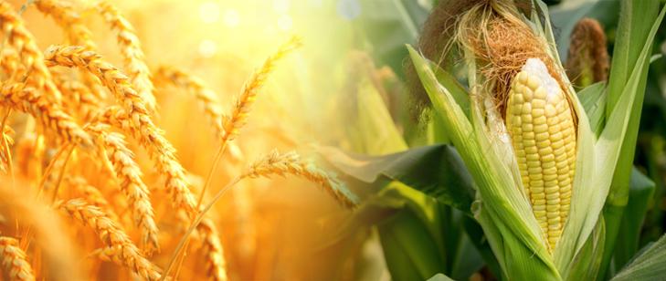 Pomoc krajowa dla producentów pszenicy lub kukurydzy, którzy ponieśli straty agresją na Ukrainę