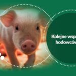 Wsparcie hodowców świń – znamy szczegóły