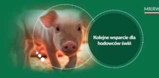 Wsparcie hodowców świń – znamy szczegóły
