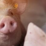 Coraz mniej czasu na złożenie wniosków przez producentów trzody chlewnej