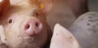 Coraz mniej czasu na złożenie wniosków przez producentów trzody chlewnej