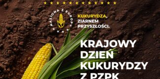 Kukurydza ziarnem przyszłości. PODR Szepietowo zaprasza na Krajowy Dzień Kukurydzy