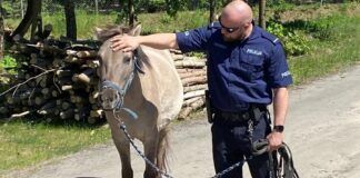 Dzielnicowi z Olsztynka zatrzymali na służbie konia. Co przeskrobał?