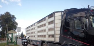 Przewoził 160 świń mimo dwóch sądowych zakazów. Transport zatrzymany!