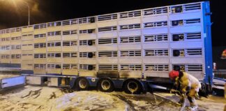 Pożar naczepy przewożącej 700 sztuk prosiaków