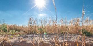 Straty w uprawach w 2023 r. – nabór trwa tylko do 15 marca. Ile wniosków złożono?