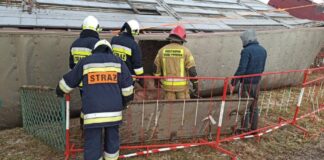 Tir ze zwierzętami w rowie. Padło 40 świń